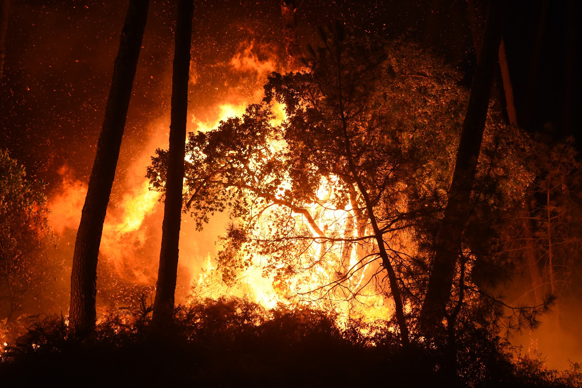 Feux de forêt Algérie