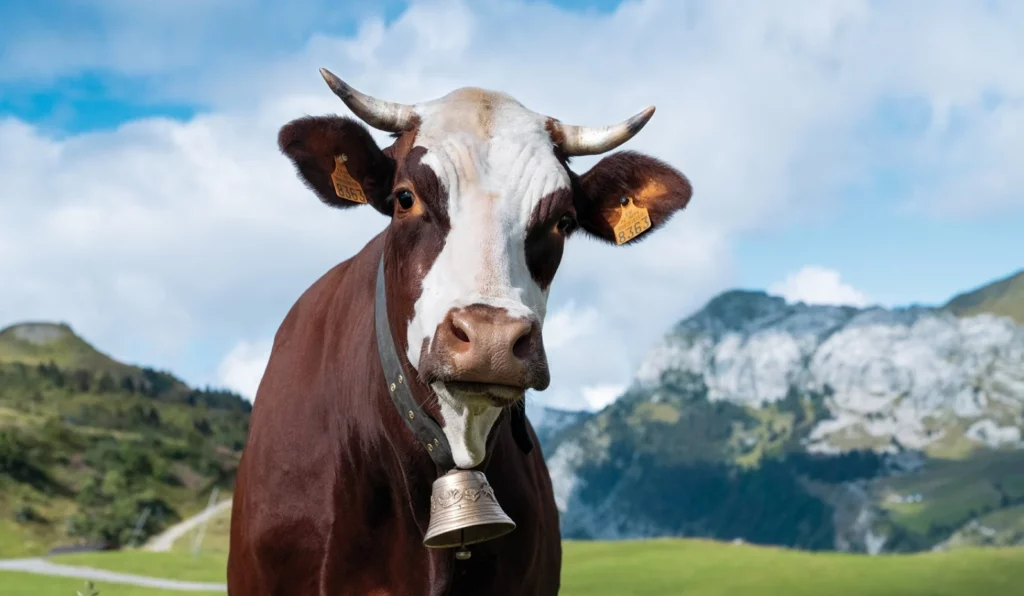 Vache française