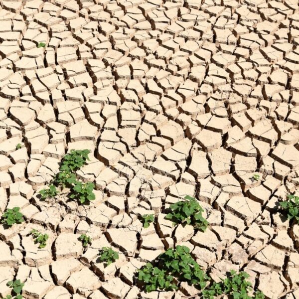 Changement climatique Algérie, illustration de sécheresse